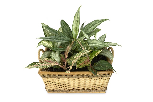 Dieffenbachia - Big Leaves with Big Grief