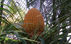 Sago Palm - Nice Ornament but Dangerous to your Pets