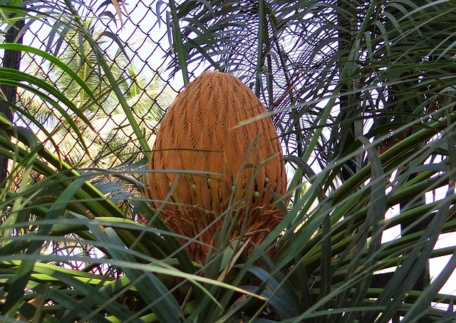 Sago Palm - Nice Ornament but Dangerous to your Pets