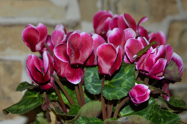 Cyclamen and its Toxicity in Dogs and Cats