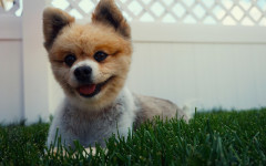 Feeling Blue Lately?: Take a Look at a Smiling Dog