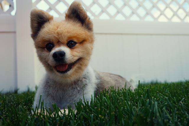 Feeling Blue Lately?: Take a Look at a Smiling Dog