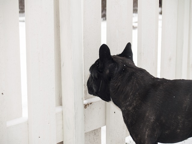Dog Fence: Choosing the Best for your Friend
