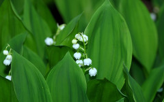 Lily of the Valley - It's Poisonous Effects on Your Pets