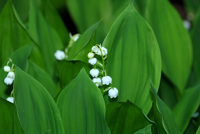 Lily of the Valley - It's Poisonous Effects on Your Pets