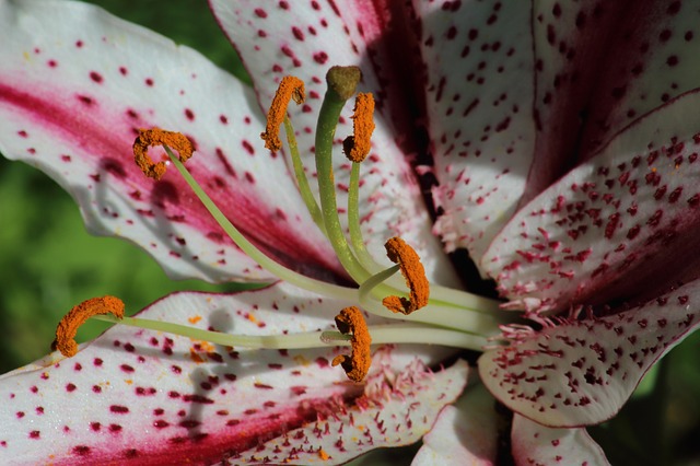 Lilies - Beautiful plants but lethal to your pets