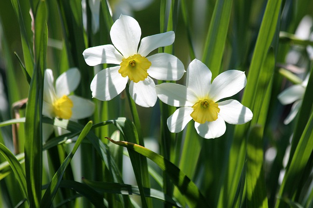 Daffodils - Dangerous Plants to Try