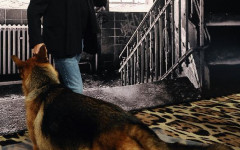 Roberto Cavalli and His Exclusive Line for Dogs