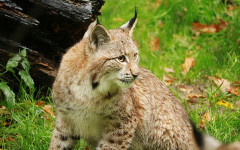 Big Cats as Pets: 7 Reasons Why You Should not Keep them