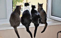 Herding Cats: the meaning of "herding cats"