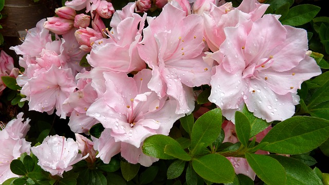 Azalea - Toxic Flowering Plants for your Cat and Dog