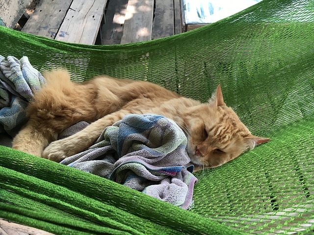 Choosing the Best Cat Hammock for Your Friend