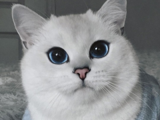 El gato más bonito del mundo: Coby, el gato mutante