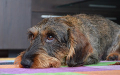 Dog Tick: what it causes and how to treat it