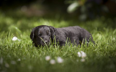 Plantas tóxicas para perros II: para recordar y prevenir