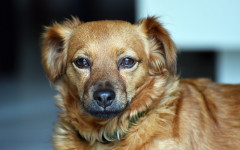 Mi perro tiembla: ¿qué le pasa a mi perro?