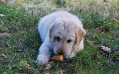 Can Dogs Eat Carrots? Benefits in dogs