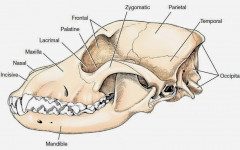 Dog skull anatomy: basic and interesting Facts