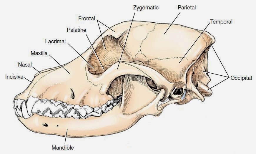 Dog skull anatomy: basic and interesting Facts