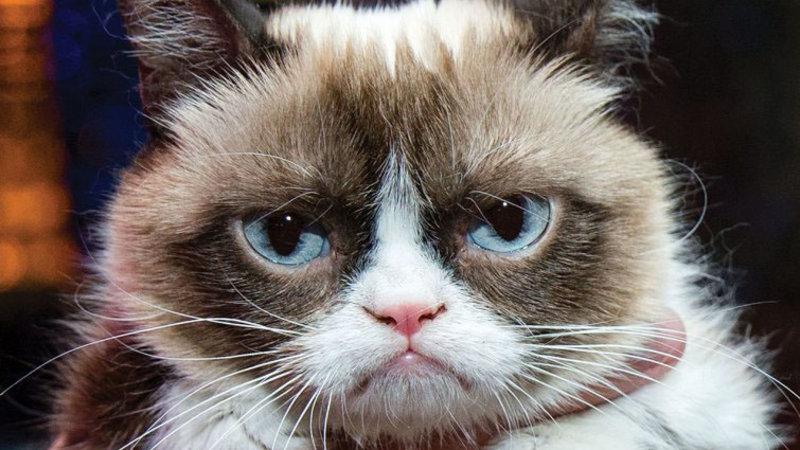 Grumpy Cat Should be Smiling!