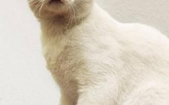 Kitler: cats that look like Hitler, meme and history