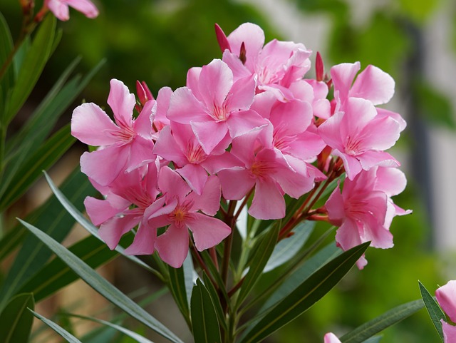 Oleander Plants and Their Poisonous Effects in Dogs and Cats