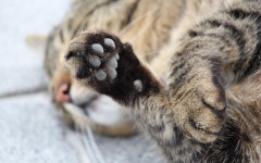 Declawing cats: should you do it? Let's find out!