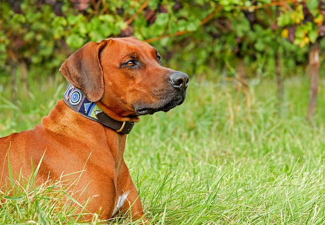 Dog Training Collars: Important Information About them
