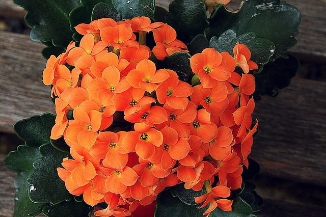Kalanchoe - Poisonous Plants to Dogs and Cats