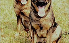 Due grigi da sogno, la recensione del libro