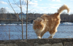 Cat Tail: some fun facts about the cat tail