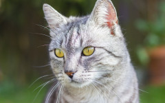 Cat Years to Human Years: How's the Math Done?