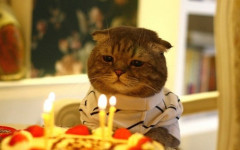 Cat Birthday: the many forms of the Cat Birthday