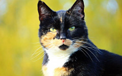 The Tortie Cat - What You Need to Know