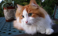 Turkish Angora Cat: Characteristics, Personality, and Care