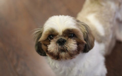 Dog Constipation: symptoms and treatment