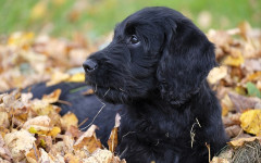 Hypoallergenic Dog Breeds: Dogs That Don't Shed