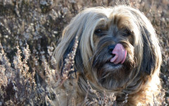 Why do Dogs Lick? Communication is one reason
