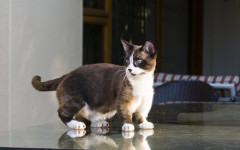Dwarf Cat: What You Need to Know About he