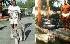 Mike Tyson Made His Tigers World Famous