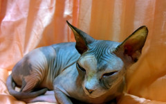 Hairless Cats: Let's see Four Breeds of Hairless Cats