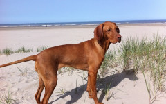 Vizsla Dog: characteristics, personality, care and fun facts