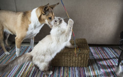 Tools for dogs and cats: the essencial ones