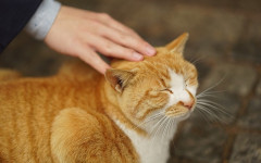 Understanding cat feelings through their body language