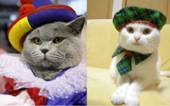 Gato disfraz: los mejores disfraces de gato