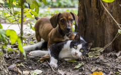 Antibiotics for cats and dogs: what you need to know