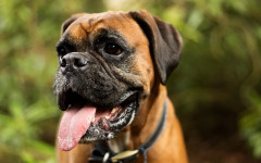 Can Dogs Eat Pineapple? Properties and Nutritional Value