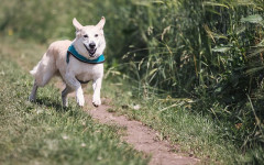 Dog Behaviour Problems? Causes and How to Solve them