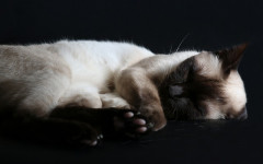 Why do cats sleep so much? Some important facts