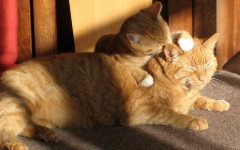 Cats lick people's hair: why cats wash your hair